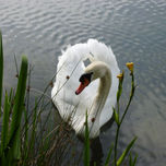 Fauna thumbnail 1
