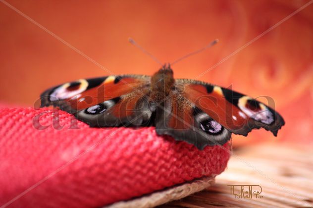 Papillon2