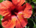 FLOR RASPADA