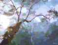 TAIGA