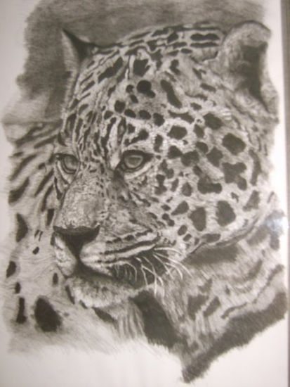 Tigre Acromatico Charcoal