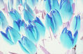 tulipanes