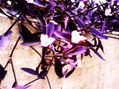 purpura