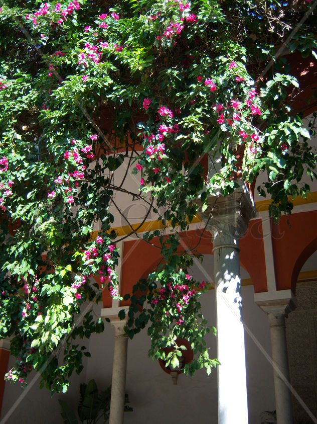 jardin