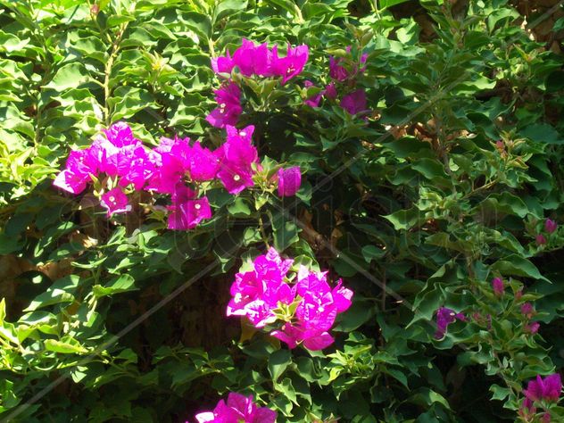 Flores