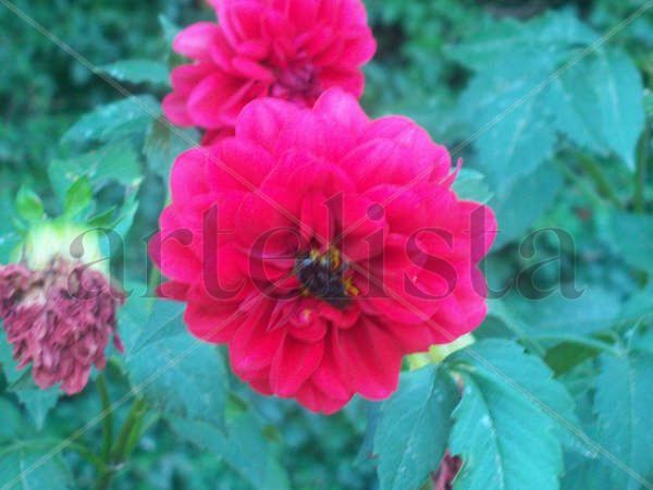 Flores