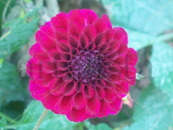 Flor