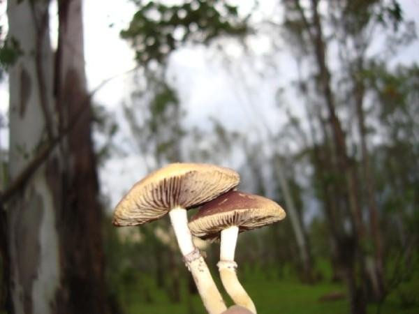 regalos de la madre naturaleza 