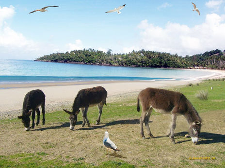 BORRICOS EN  PLAYA...