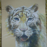 animales thumbnail 1