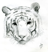 Tigre