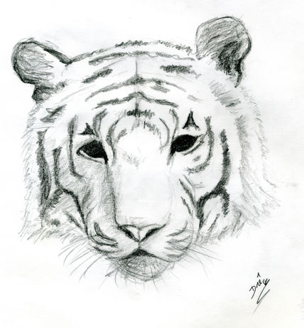 Tigre