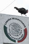 guajolotl
