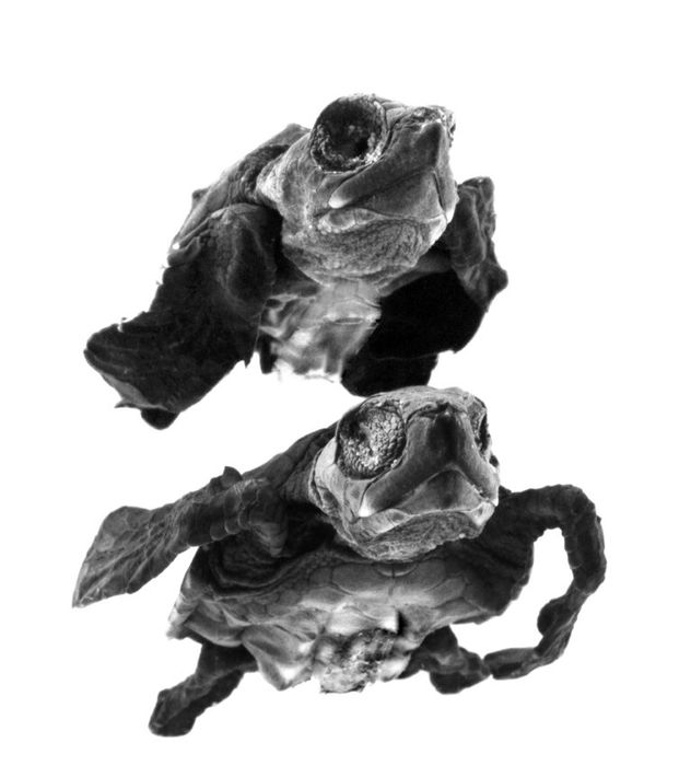 tortugas