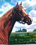 QUARTER HORSE