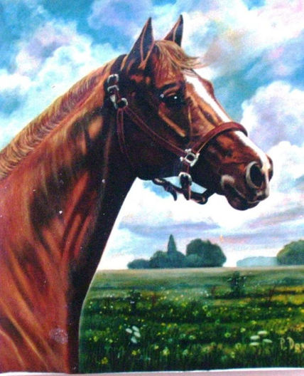 Quarter horse