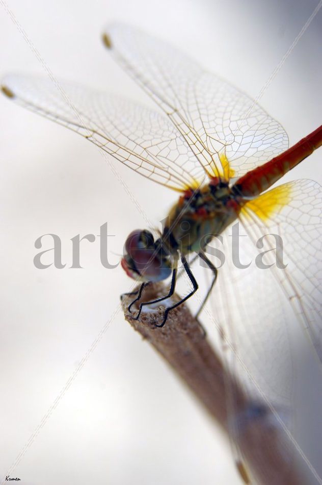FOTO Nº 29