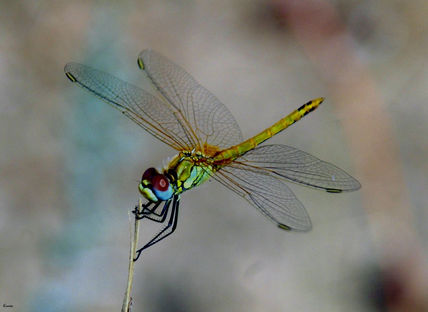 Foto nº 28