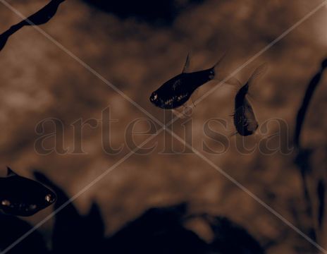 Peces