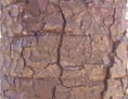ARAUCARIA