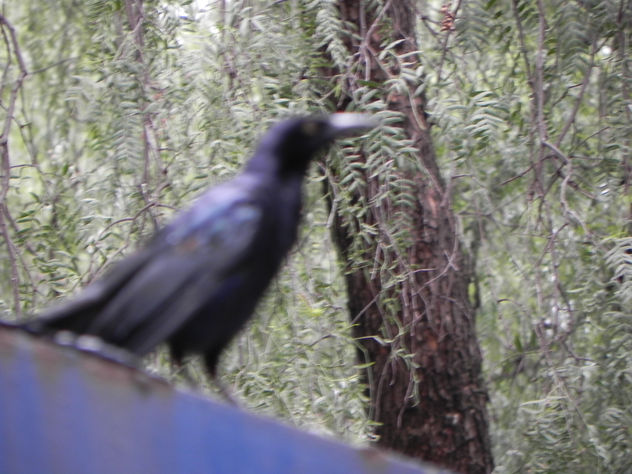 pajaros!