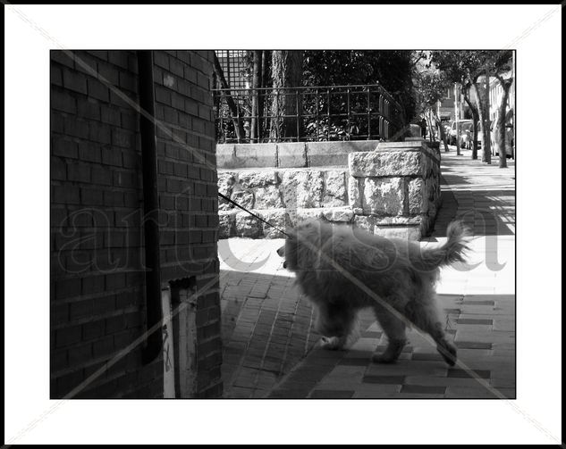 Samoyedo. Nature Black and White (Digital)