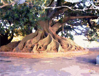 Bonsai gigante