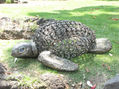 Habitante de los abismos