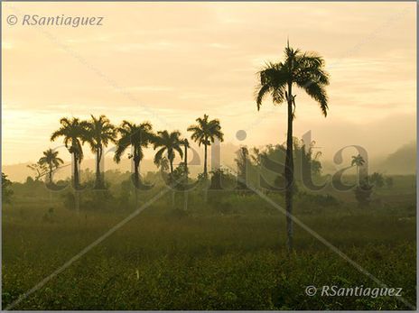 "El Palmar"