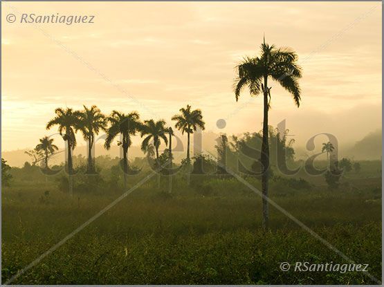 "El Palmar" Naturaleza Color (Digital)