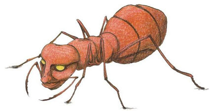 Hormiga