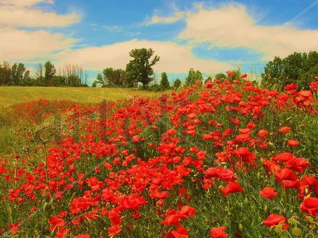 Flores-13