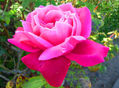 Rosa aterciopelada