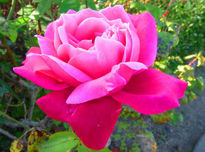 Rosa aterciopelada