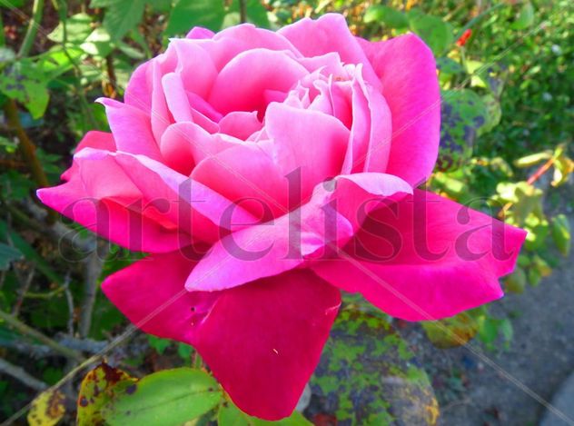 Rosa aterciopelada