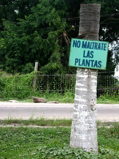 No maltrate las plantas 