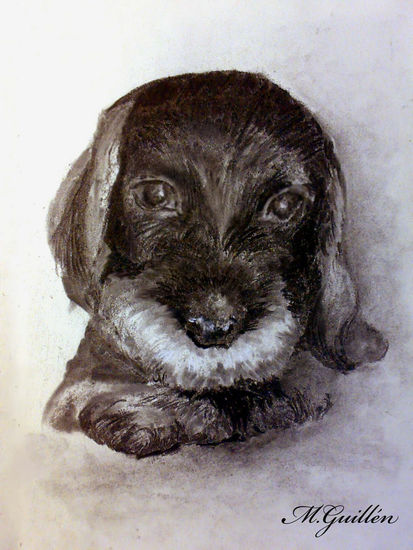 Dibujo de mascota Carboncillo