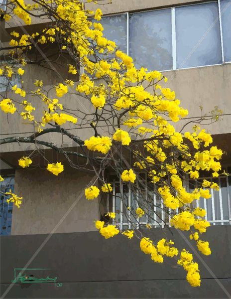 Aire en flor