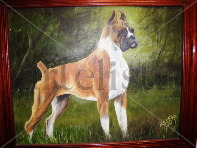 BOXER