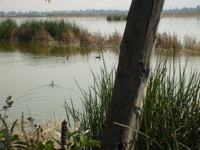 Laguna de Tláhuac 1 Naturaleza Color (Digital)