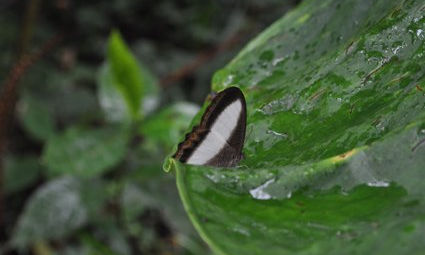 Animales e insectos