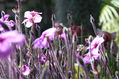 elodie garden