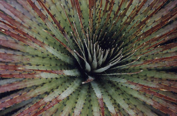 Ecuador nature 