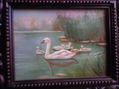 cisnes