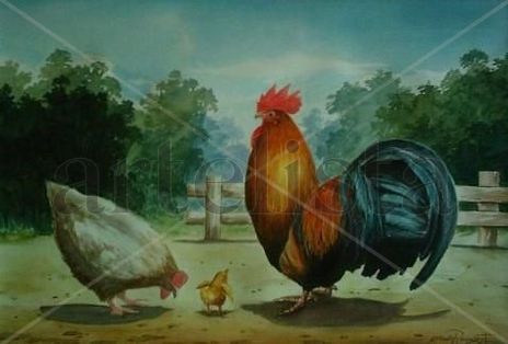 Acuarela Gallo,...