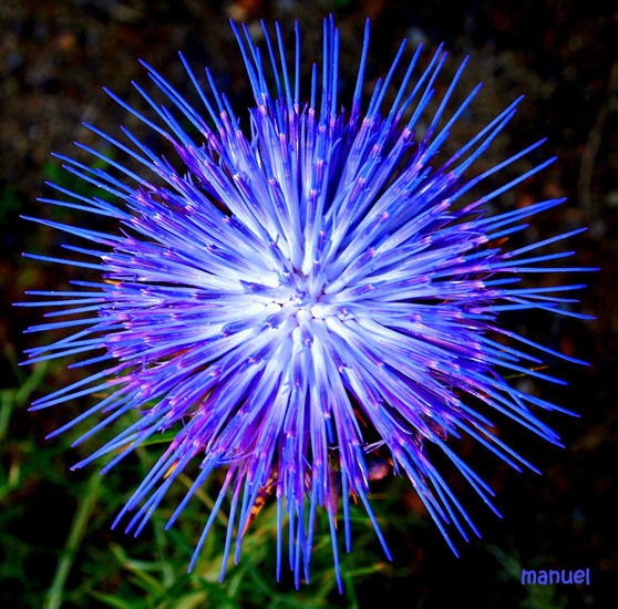 AZUL Nature Color (Digital)