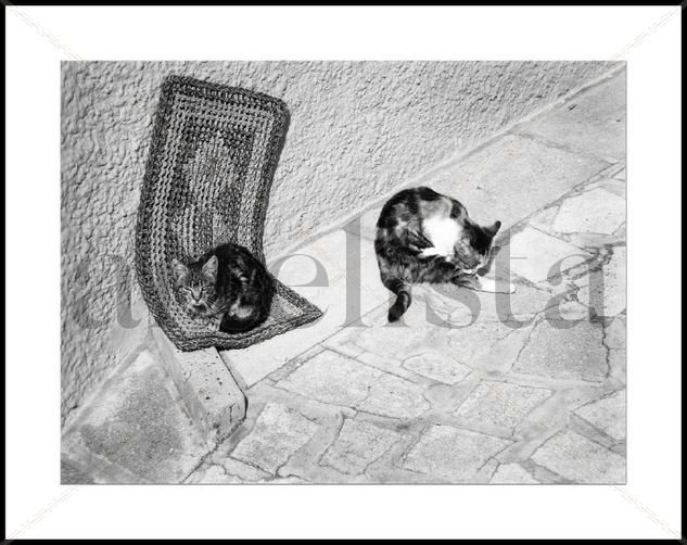 Gatitos al sol. Naturaleza Blanco y Negro (Digital)