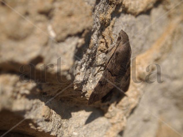 Mariposa nocturna, descansa de día