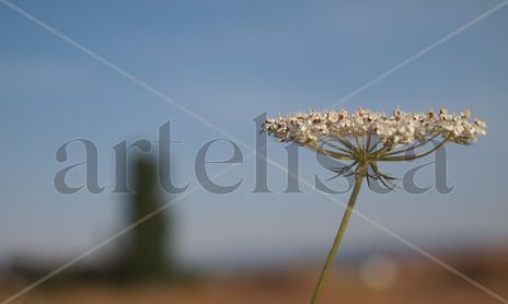 Flores