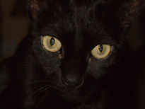 Bagheera